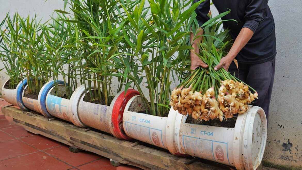 Growing Ginger at Home: The Secret to Helping Your Family NEVER Run Out of Ginger! Growing Ginger at Home: The Secret to Helping Your Family NEVER Run Out of Ginger!