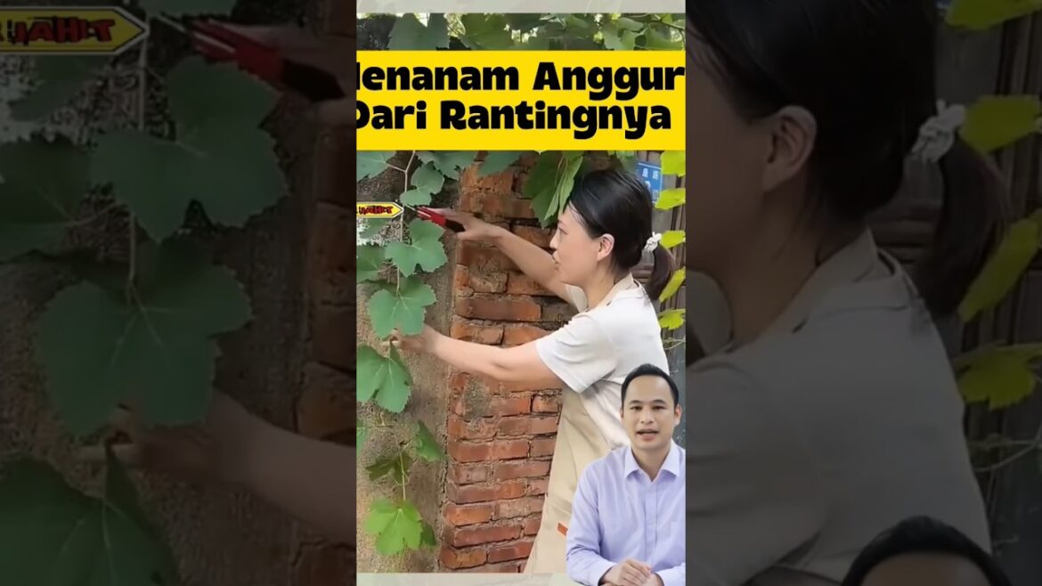 Tricks for Growing Grapes from Branches #tipsandtricks #creativeideas #gardeningtips Tricks for Growing Grapes from Branches #tipsandtricks #creativeideas #gardeningtips