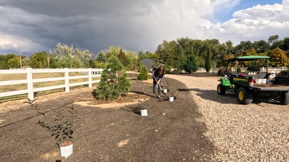 Plant Shopping & Shrub Planting in the Dirtlands! 🌿🥰🪴 // Garden Answer