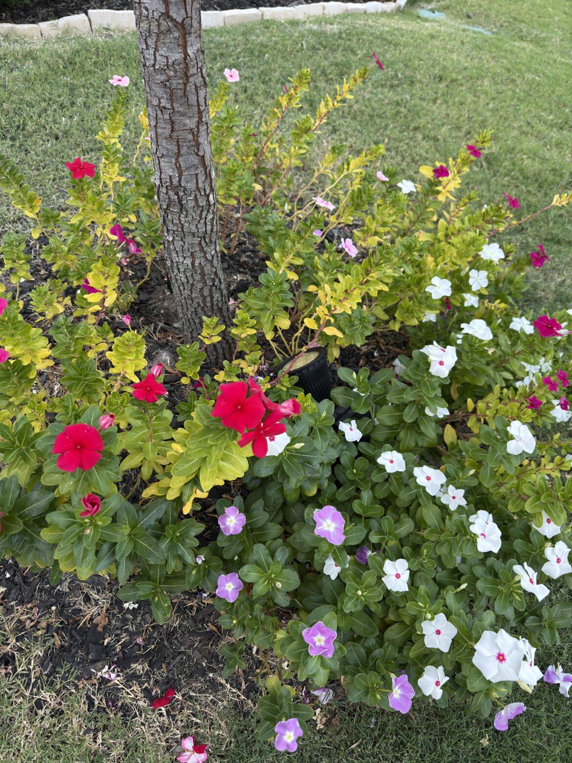 My dog pees on the same spot every day and the flowers are blooming extra with dark green leaves