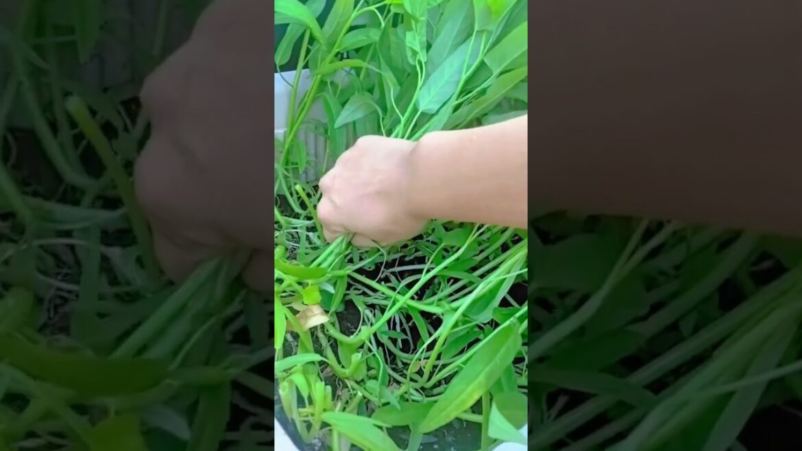Hand harvesting fresh green water spinach from container garden