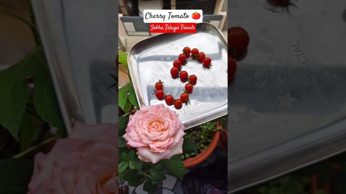 #shorts #cherrytomato🍅 #myterracegarden