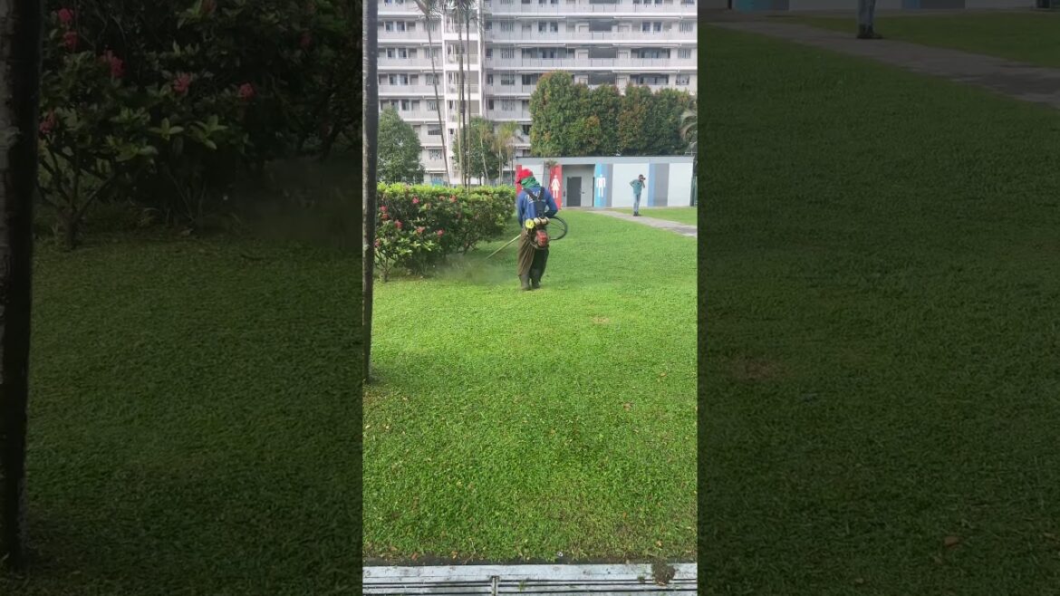 Grasscutting #grasscutting #gardendesign #shorts #shortvideo #landscape #garden