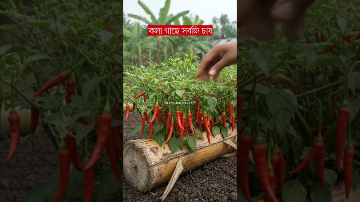 কলা গাছে সবজি চাষ কলা গাছে সবজি চাষ