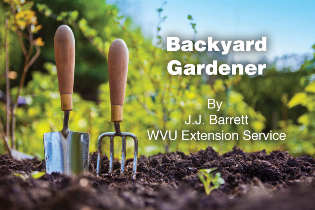 Backyard Gardener: Colorful fall foliage display | News, Sports, Jobs Backyard Gardener: Colorful fall foliage display | News, Sports, Jobs