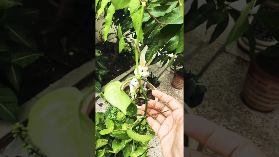 Money plant (pothos) growing#moneyplant#ytshorts #theartsynaturegeekvsvlogs Money plant (pothos) growing#moneyplant#ytshorts #theartsynaturegeekvsvlogs