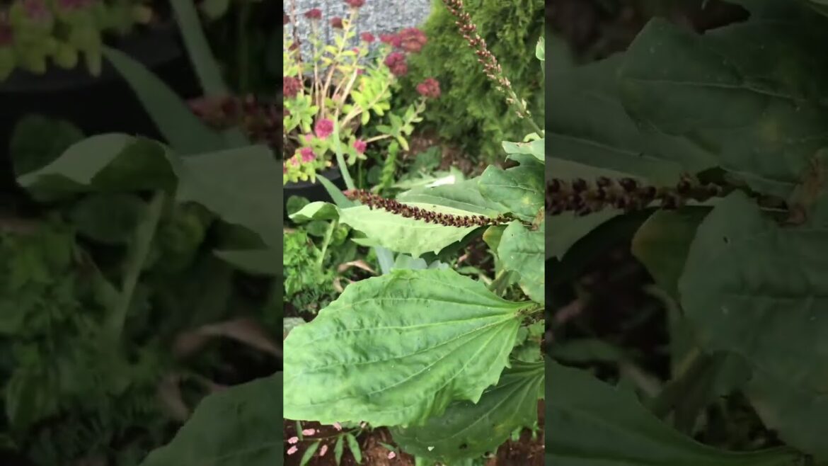 Wild Super Foods! Plantain 💞 #farmlife #weeds #freefood