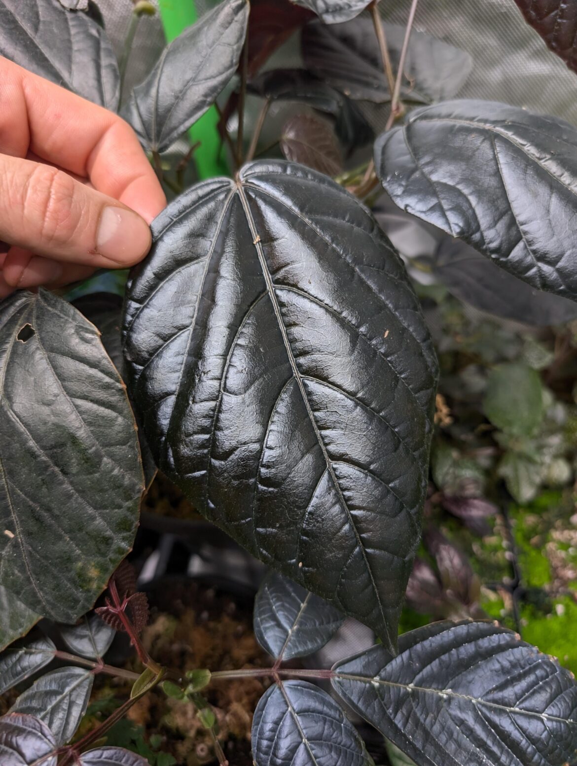 non-Aroid part 2: Pterisanthes sp.