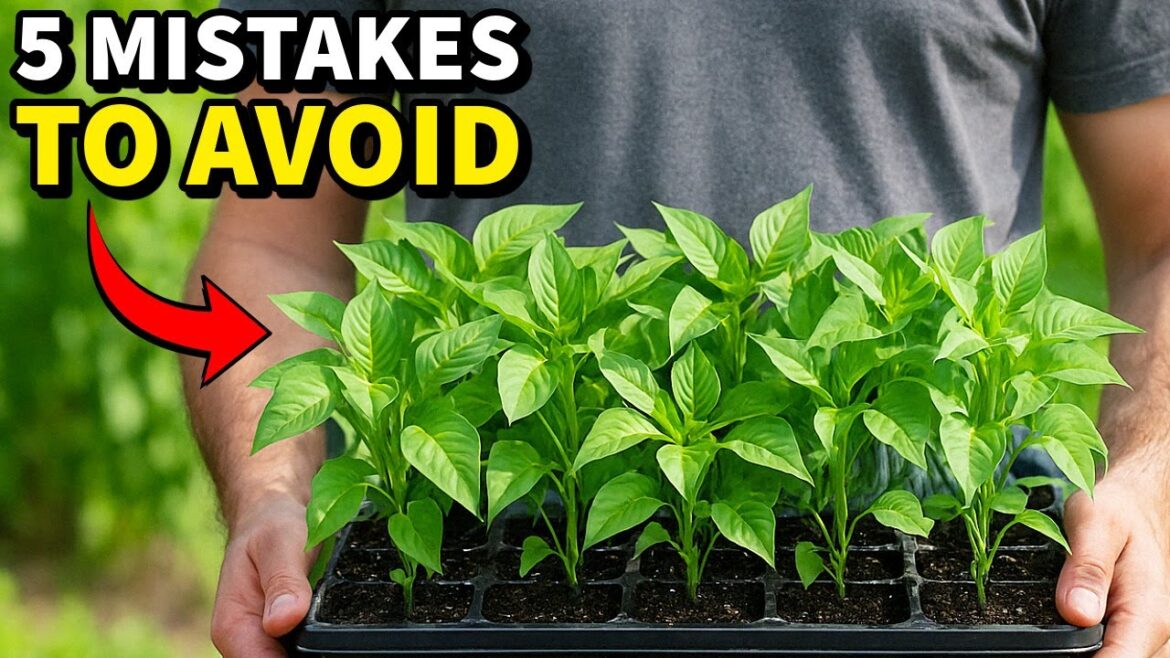 5 Mistakes You Must NEVER Make When Growing Peppers 5 Mistakes You Must NEVER Make When Growing Peppers