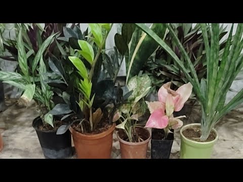 kuldeep bonsai I am a  gardening grow kuldeep bonsai I am a  gardening grow