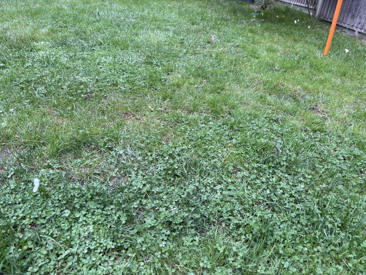 This is taking over my lawn