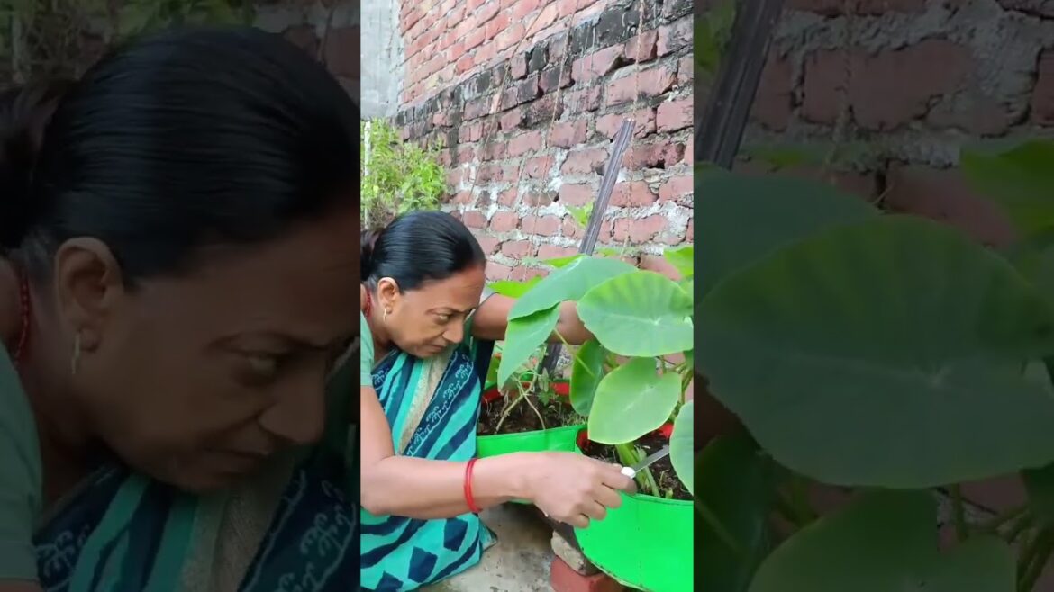 How to grow arbi patta,arbi patta harvest #terracegarden #gardening #harvesthappiness