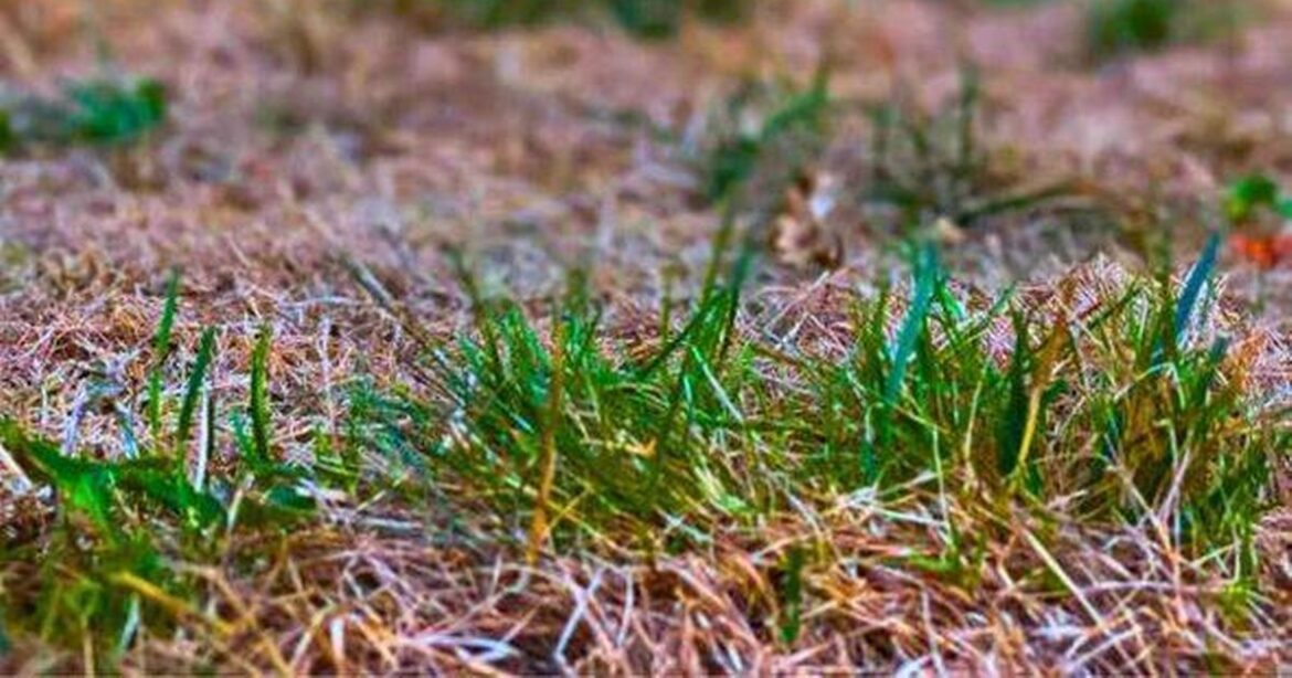 Gardener shares 10-minute task to keep lawn healthy and disease-free in November Daily Mirror