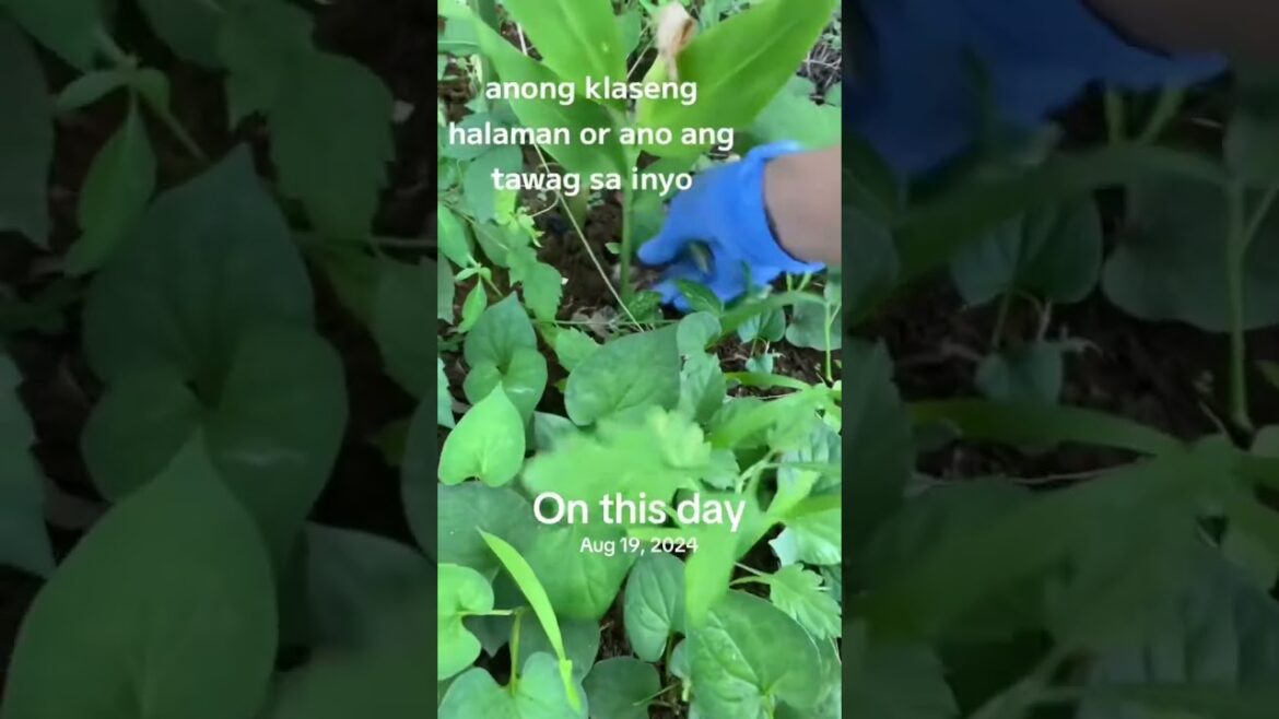 Myoga or Japanese ginger #garden #ihavethisthingwithplants #japangarden #japanlife #gardening