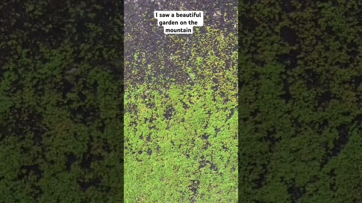 A beautiful garden on the mountain #garden #beautifulmountainviews #8millionviews #trends