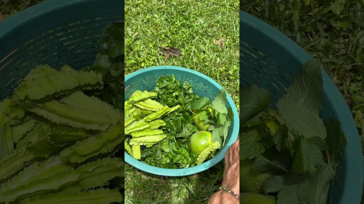 Growing my own salad! Hydroponics for self-suffiency!