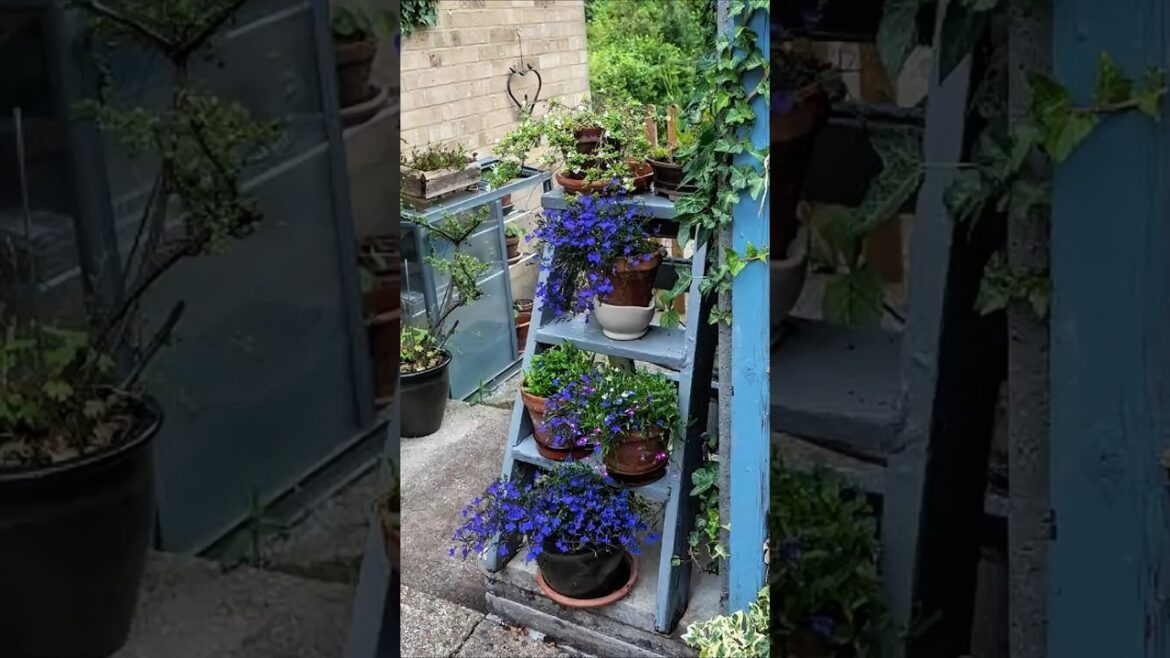 🪴 “No Backyard? No Problem! Create a Gorgeous Container Garden Anywhere #containergardening 🪴 “No Backyard? No Problem! Create a Gorgeous Container Garden Anywhere #containergardening