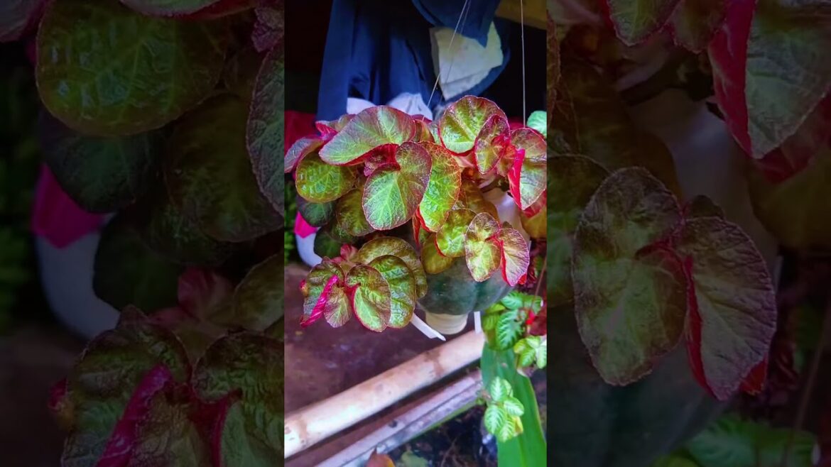 #nature #life #trends #fyp #flowers #beauty