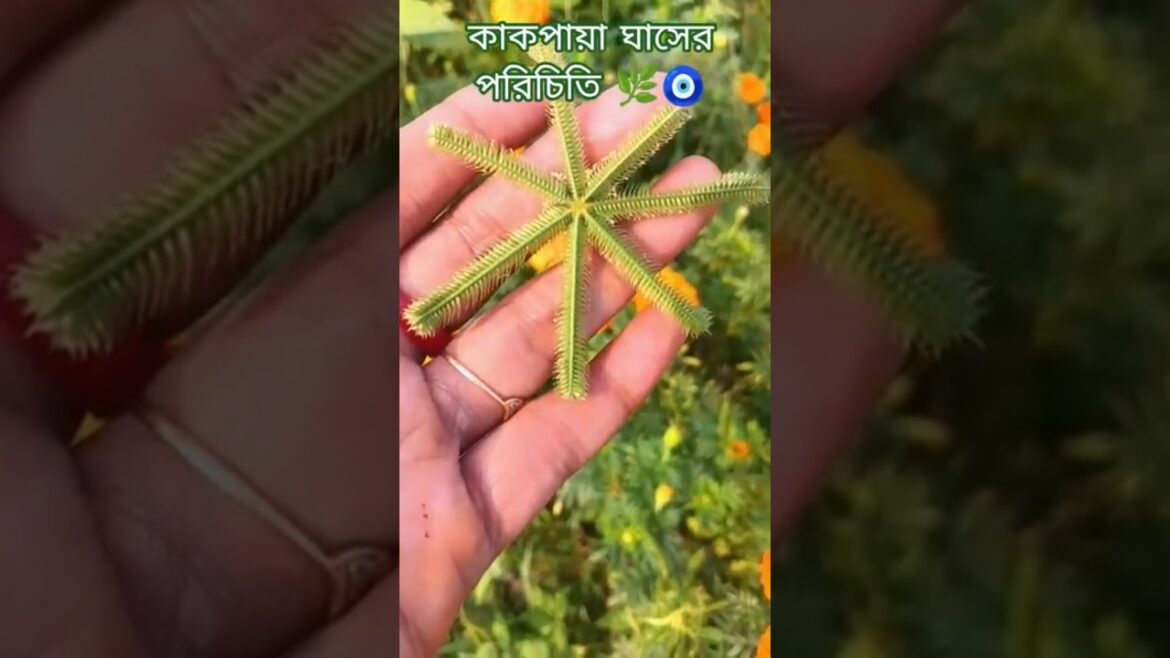 কাকপাইয়া ঘাসের পরিচিতি 🌿🧿 #minivlog#plantssparkjoy#garden#greenlove#greenplants#grass flowers🌿🧿🌱… কাকপাইয়া ঘাসের পরিচিতি 🌿🧿 #minivlog#plantssparkjoy#garden#greenlove#greenplants#grass flowers🌿🧿🌱...