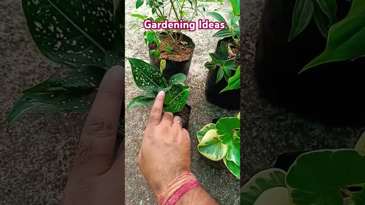 Gardening Ideas #gardenideas #gardening #gardeningtips #shorts Gardening Ideas #gardenideas #gardening #gardeningtips #shorts