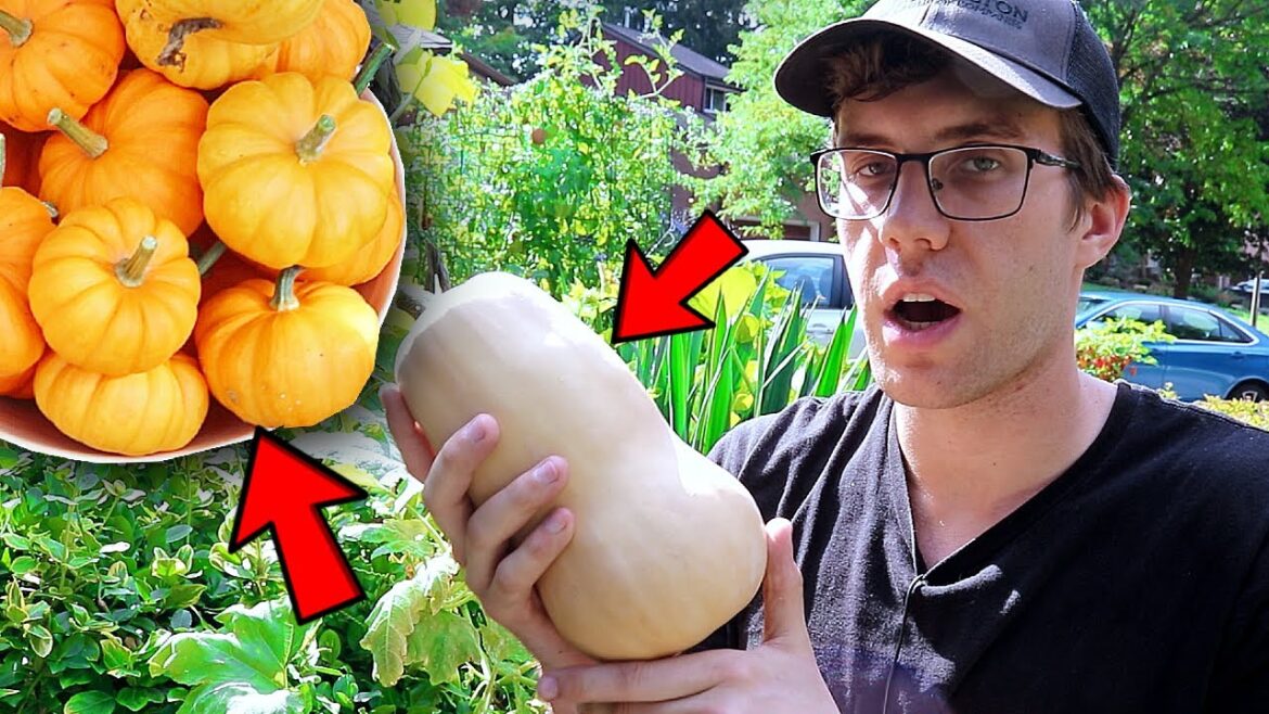 Jack Be Little MINI Pumpkin Harvest from My Front Yard Garden! Jack Be Little MINI Pumpkin Harvest from My Front Yard Garden!