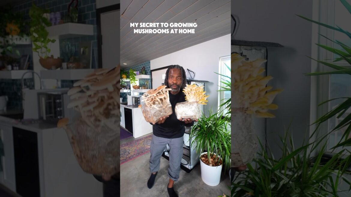 My secret 🤫 to growing mushroom year around at home. @NorthSpore North Spore Partner #growingfood My secret 🤫 to growing mushroom year around at home. @NorthSpore North Spore Partner #growingfood
