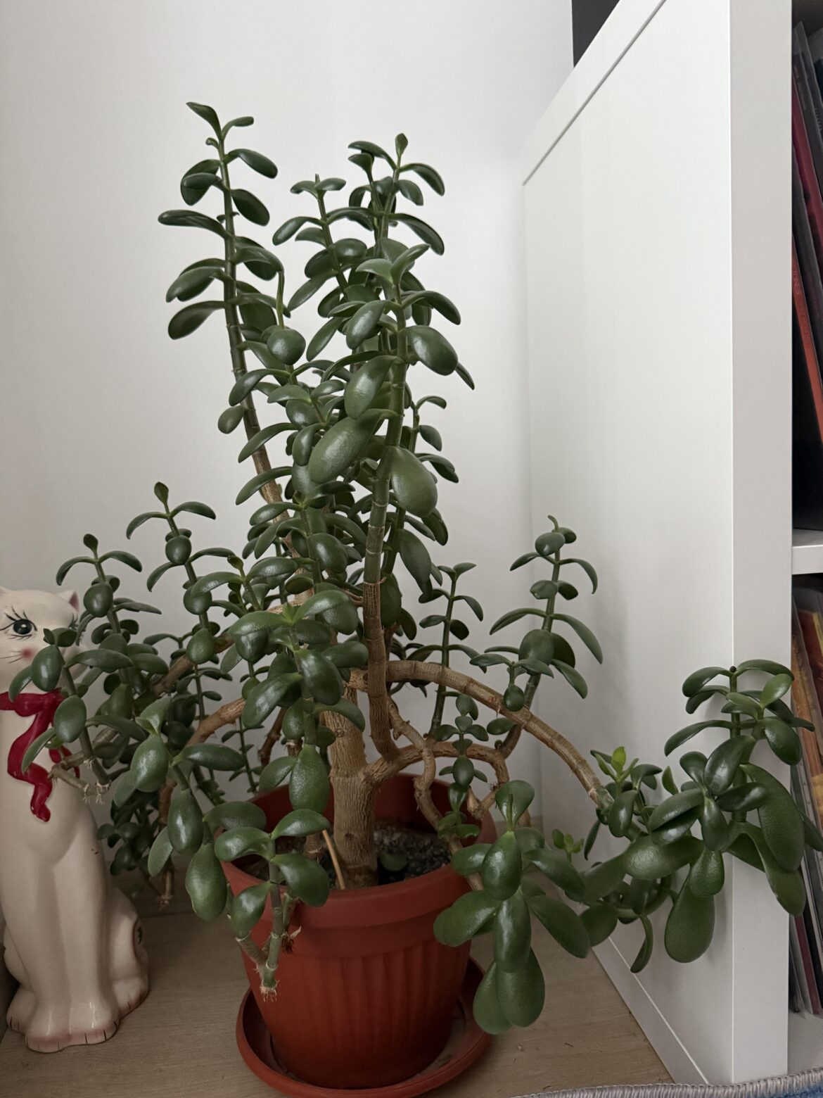 Saved this jade from the streets