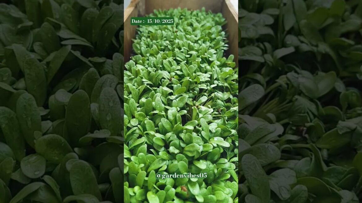 Garden Vibes Date :15/10/2025 #gardening #garden #gardentips #shortsfeed #shorts #explore #plants