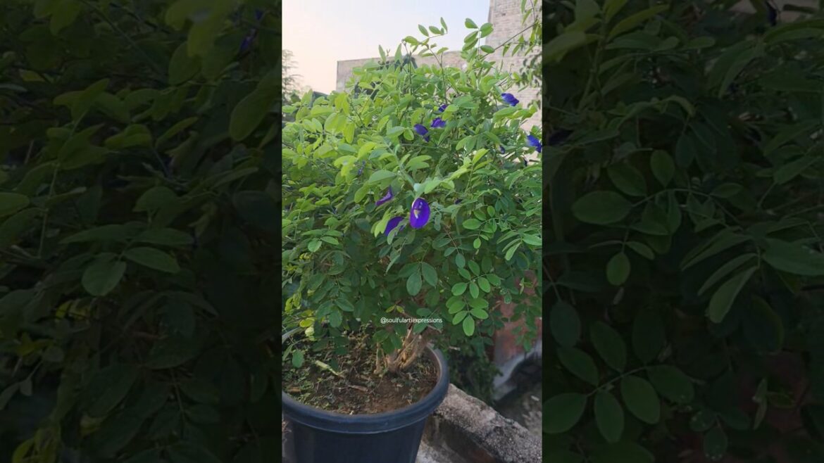 Pyara Aprajita💗🌸 #shortsviral #viralshorts #trending #trends #shortvideos #viral #garden #flowers