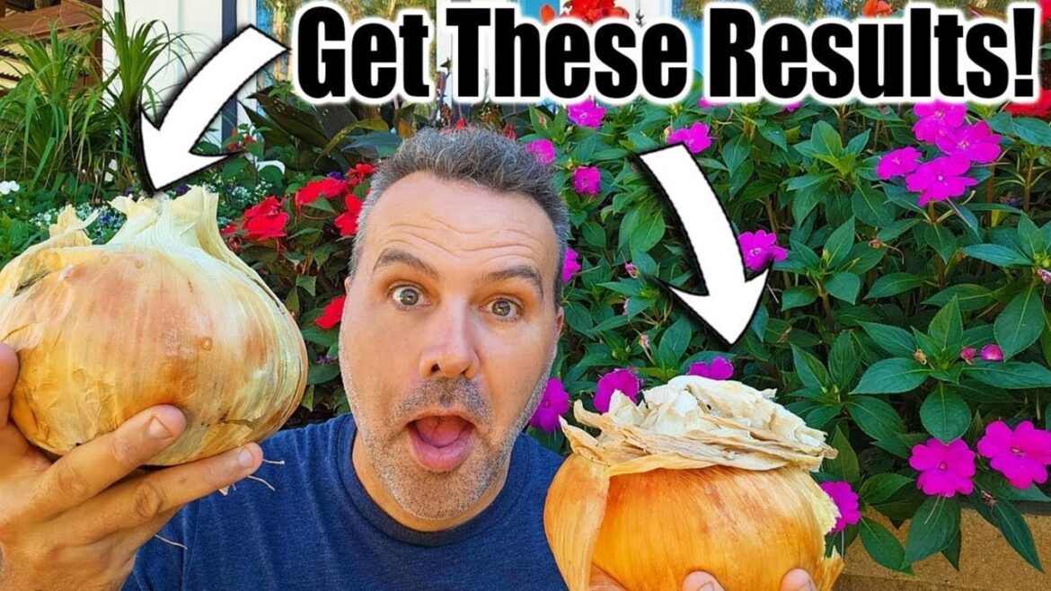 Plant Onions in FALL for BEST RESULTS!