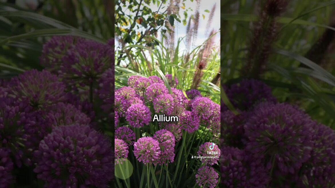 Companion Plants For Hydrangeas #gardening #garden #gardeningtips #gardendesign #gardening ideas Companion Plants For Hydrangeas #gardening #garden #gardeningtips #gardendesign #gardening ideas