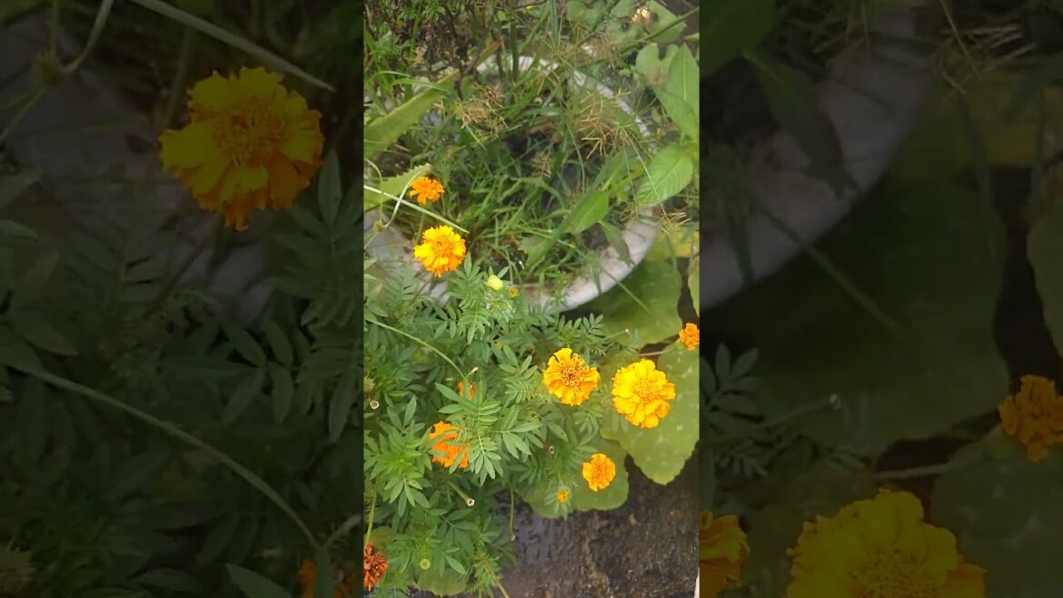 home gardening subscribe viral YouTube short trends video yt studio