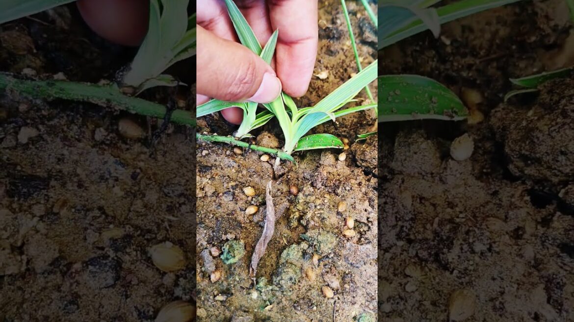 The Most Dangerous Video Trends Of 2025#thesuklasisters The Most Dangerous Video Trends Of 2025#thesuklasisters