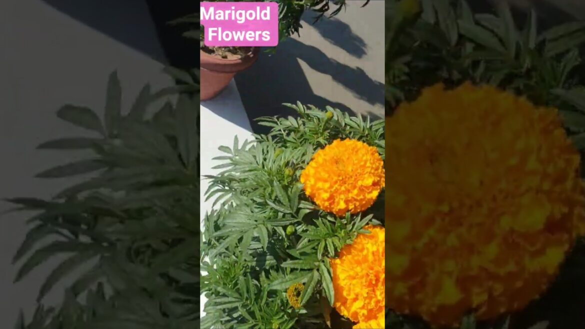 Stunning Merigold Flowers गेंदे के फूल # merigoldbenefits 🌺