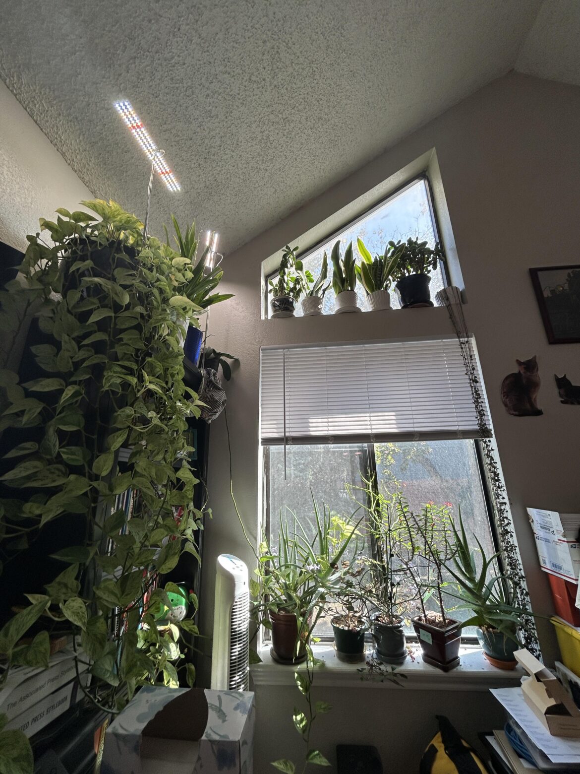 One of my houseplant based work-from-home views