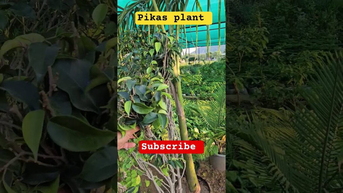 pikas plant #plantation #creator #shorts #trends #feel #like #video #viral #love #flowers #help