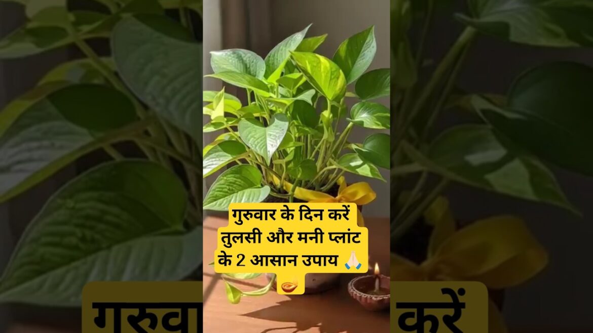 गुरुवार के दिन करें तुलसी और मनी प्लांट के 2 आसान उपाय #shorts #moneyplant#tulsi #plants गुरुवार के दिन करें तुलसी और मनी प्लांट के 2 आसान उपाय #shorts #moneyplant#tulsi #plants