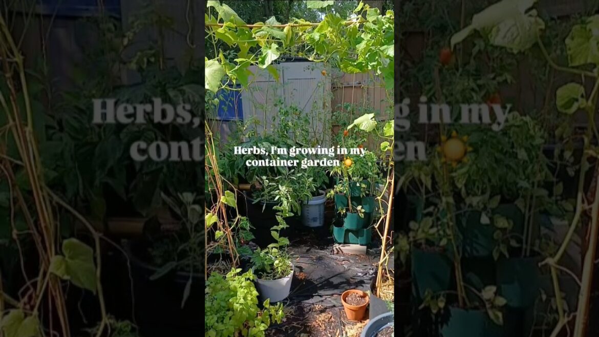 HERBS in My Container Garden 🌿 #containergardening #garden #gardening #gardentour HERBS in My Container Garden 🌿 #containergardening #garden #gardening #gardentour