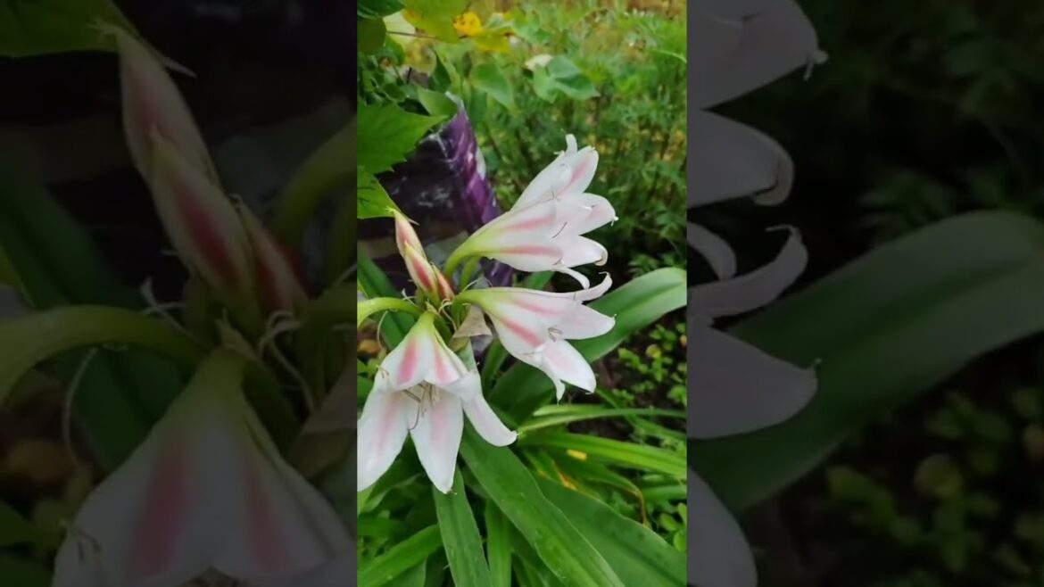my gardening plant flower# trends # viral #