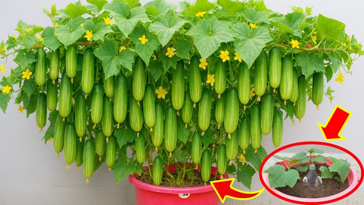 Easy Container Gardening | How to Grow Cucumbers in Small Spaces Easy Container Gardening | How to Grow Cucumbers in Small Spaces