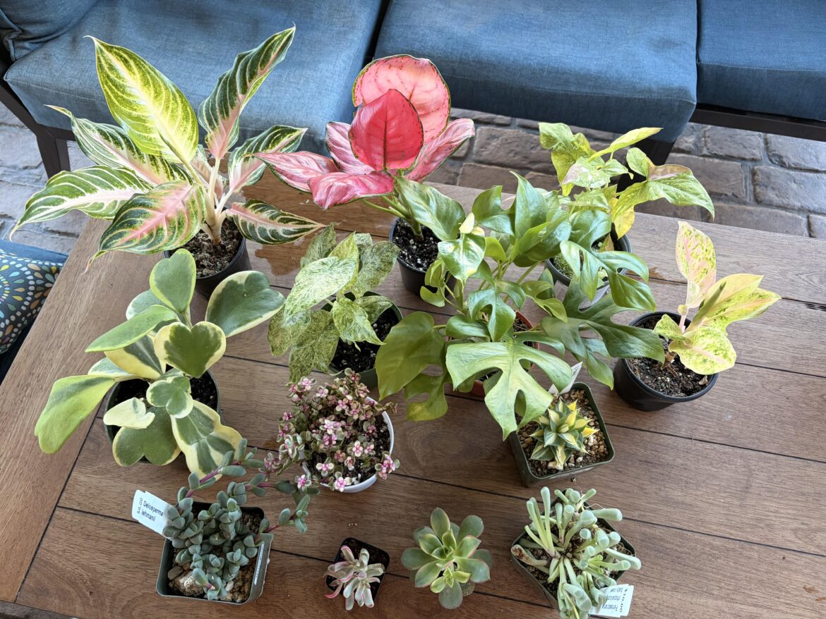 Dallas Plant Con 2025 Haul