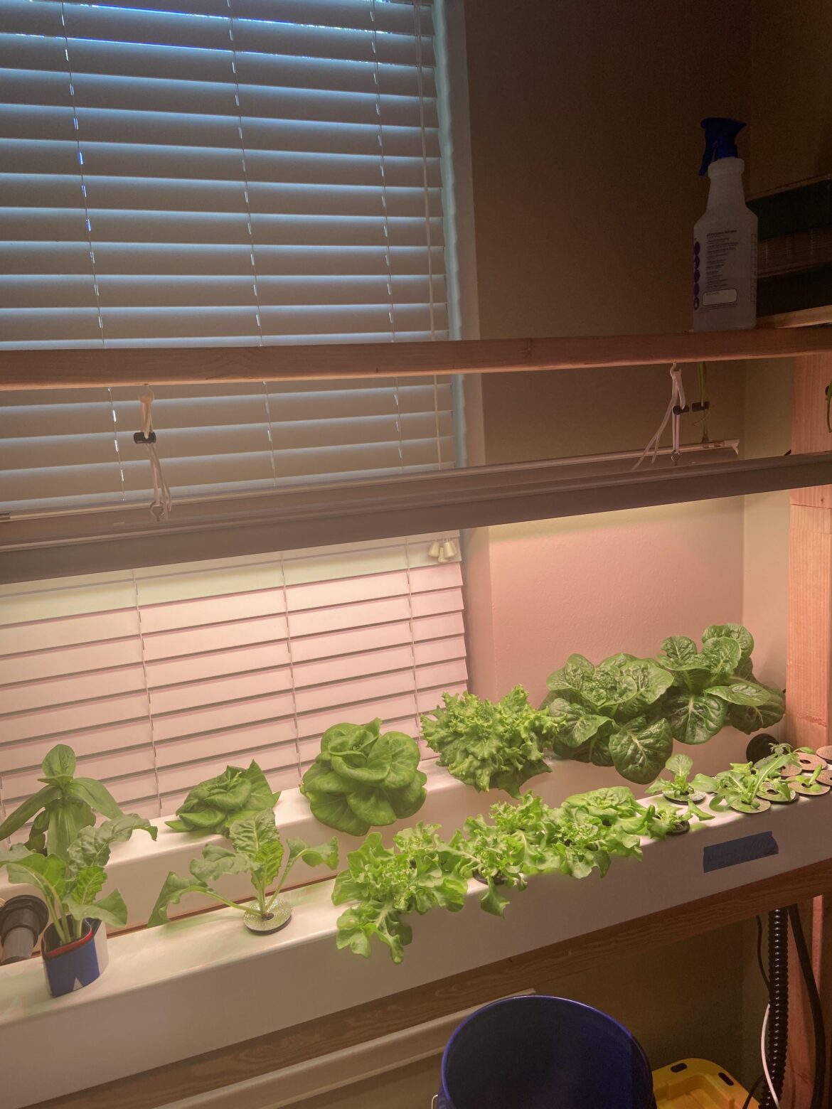 When is lettuce “ready”? When is lettuce “ready”?