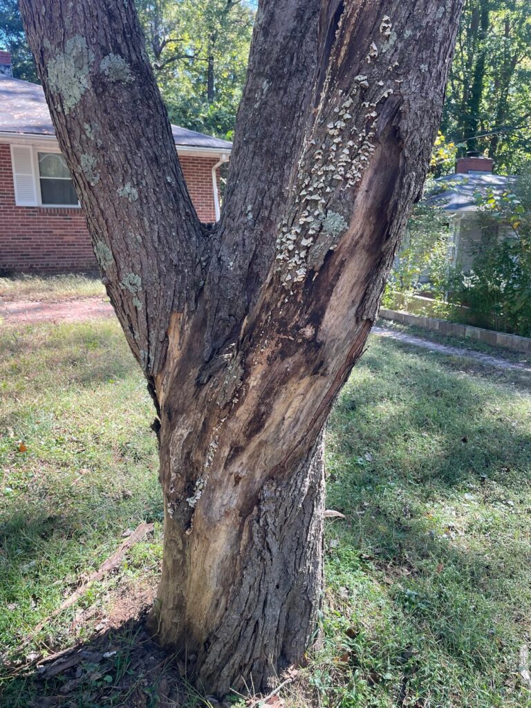 What’s going on with my tree??