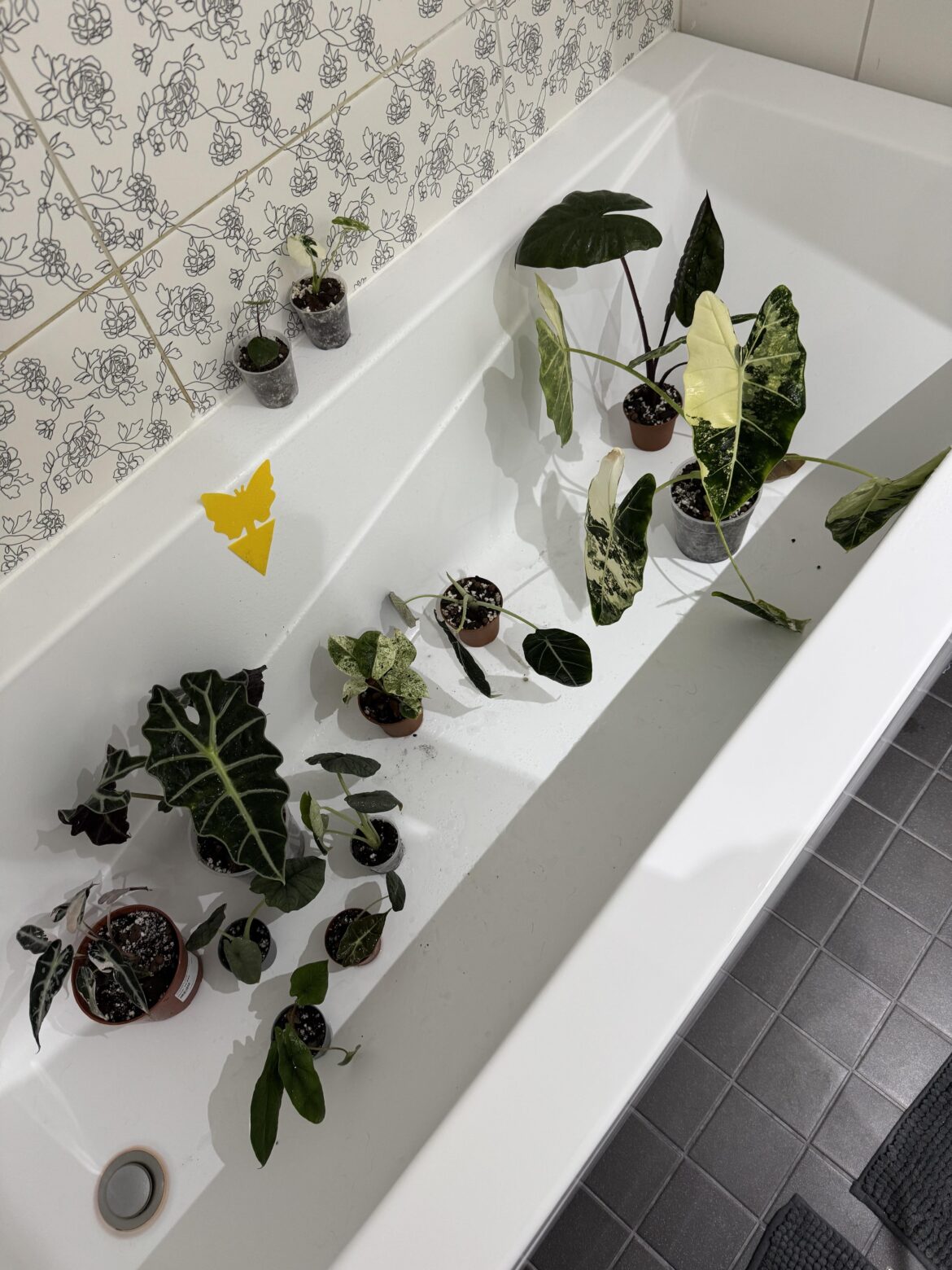 Battling spidermites 😢