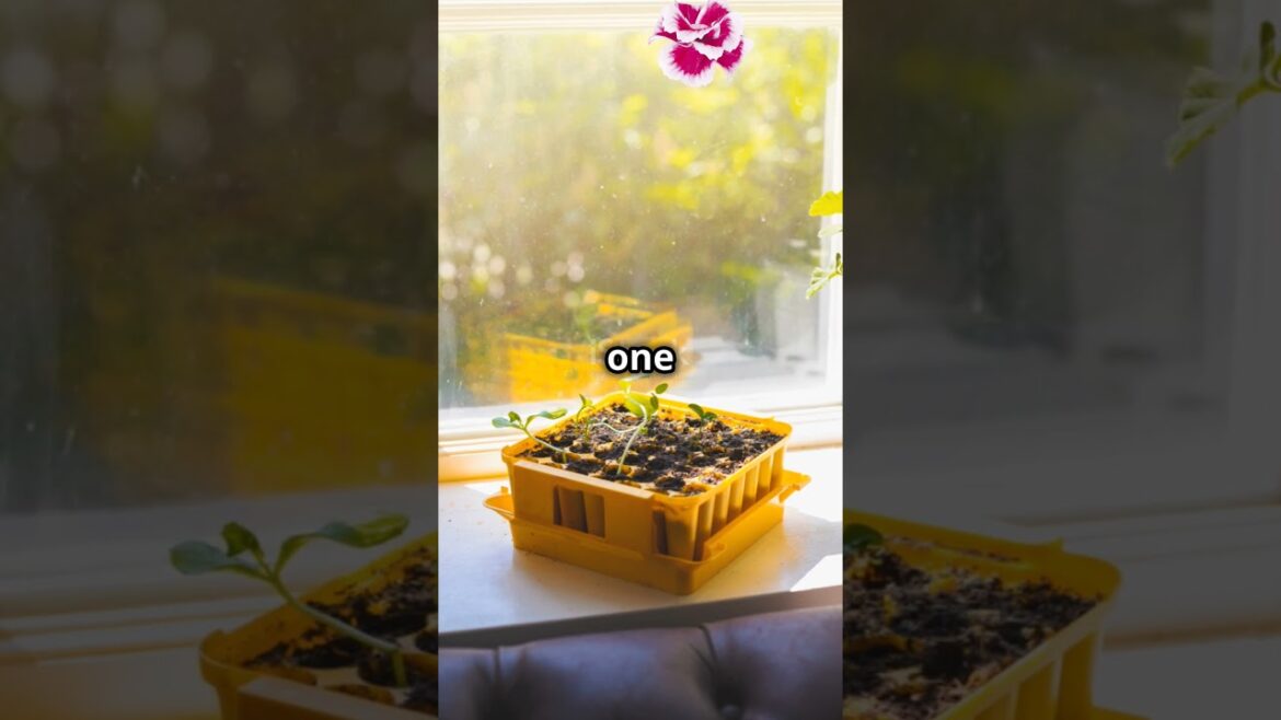 How to Grow Carnations from Seeds | Best Time to Sow