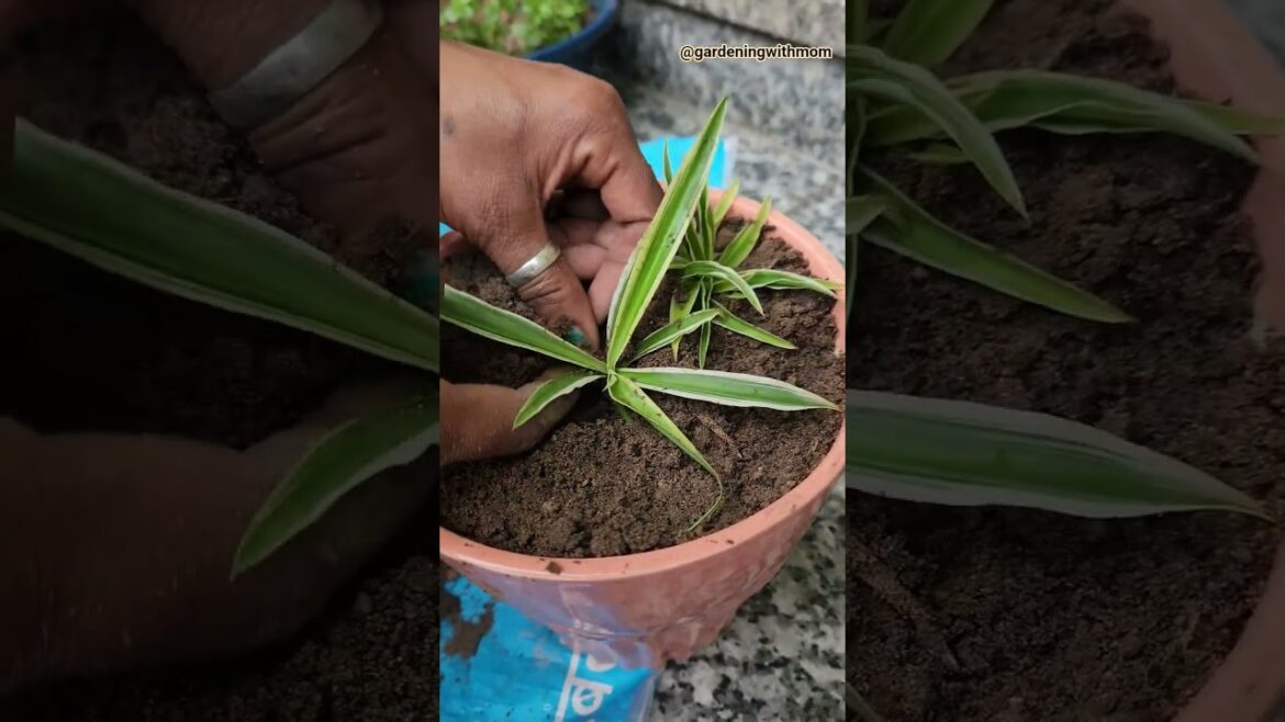 beautiful plant✨️🌷 #garden #gardeningwithmom #shorts #views #trend #plants #beautiful #gardening