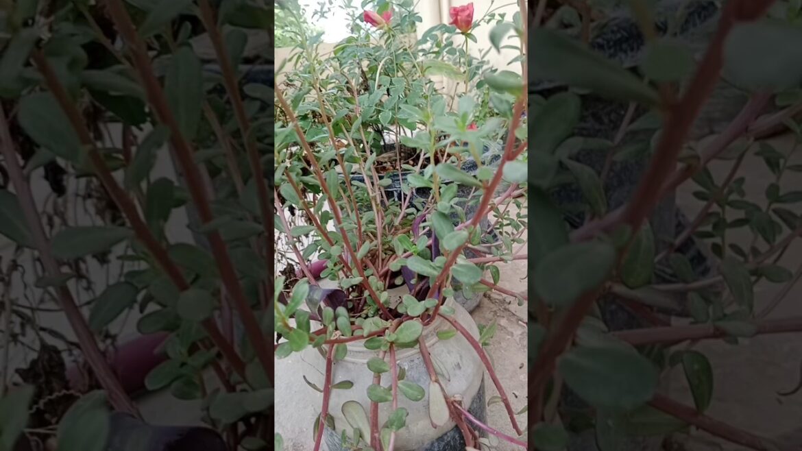 beautiful flowers 🌺🌹