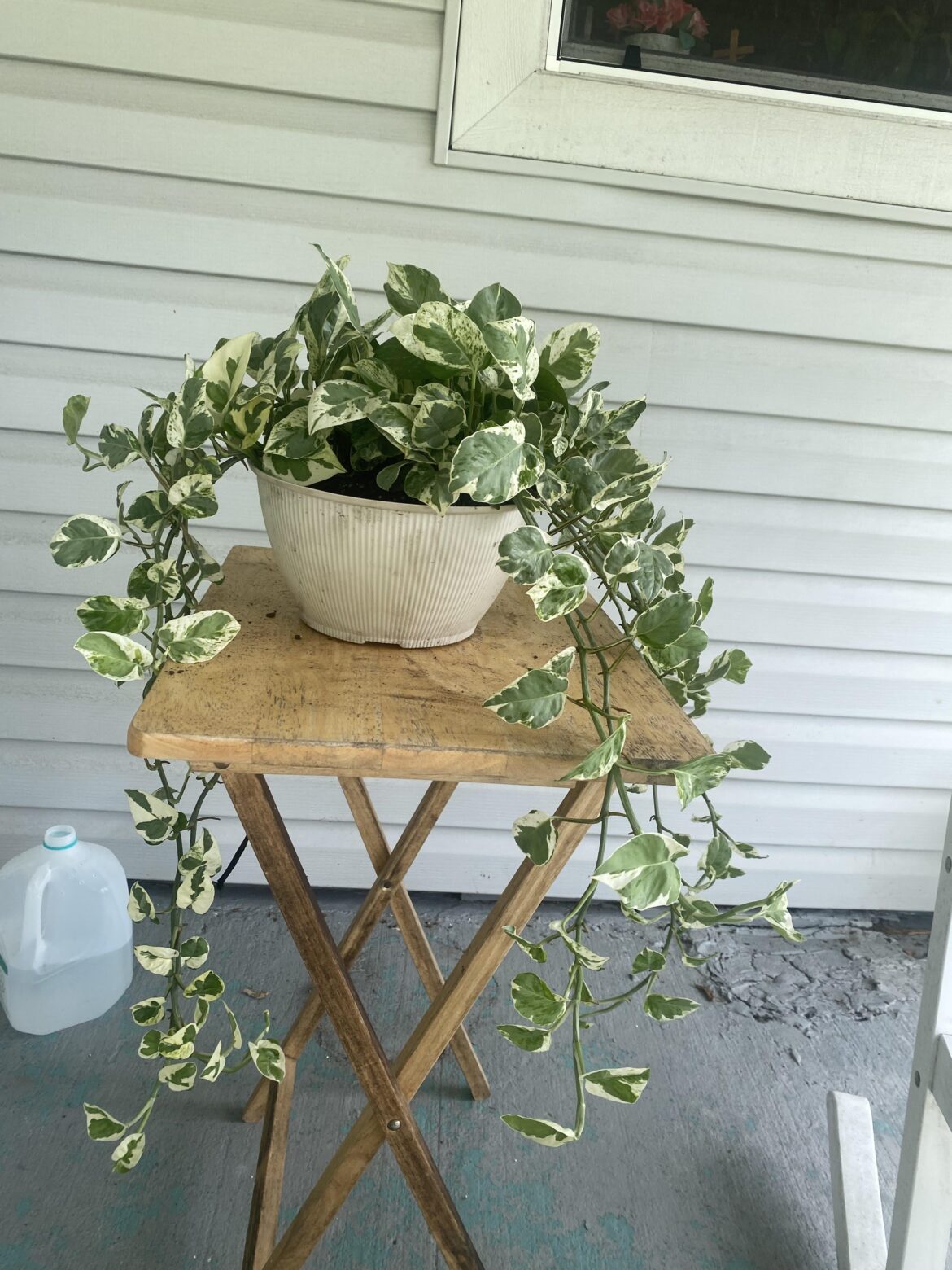 My pothos is a damn hippie