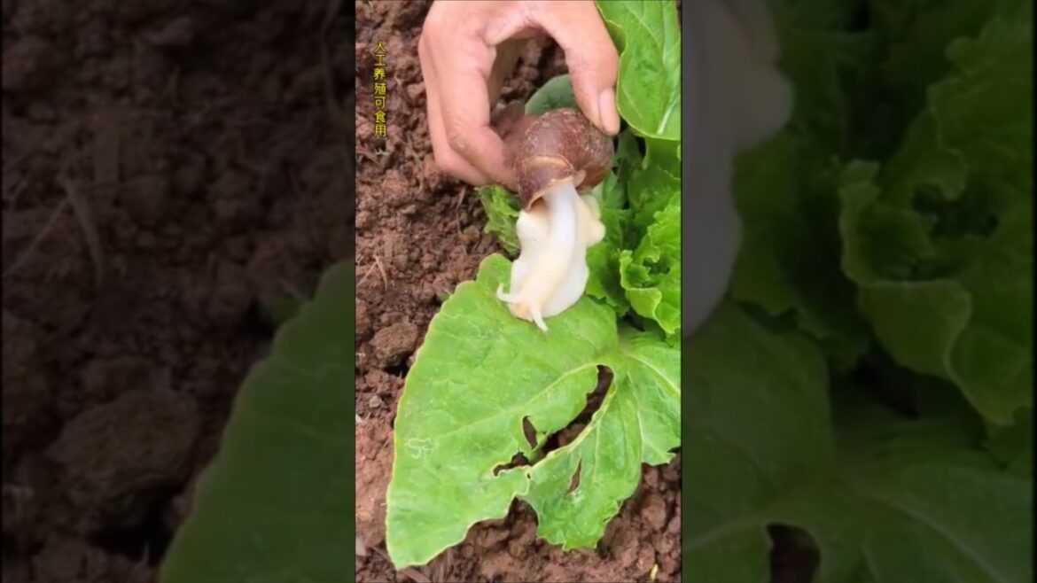 Snail #viralreels #viralvideos #cooking #food #delicious #roastedfood #trend #trendingreels