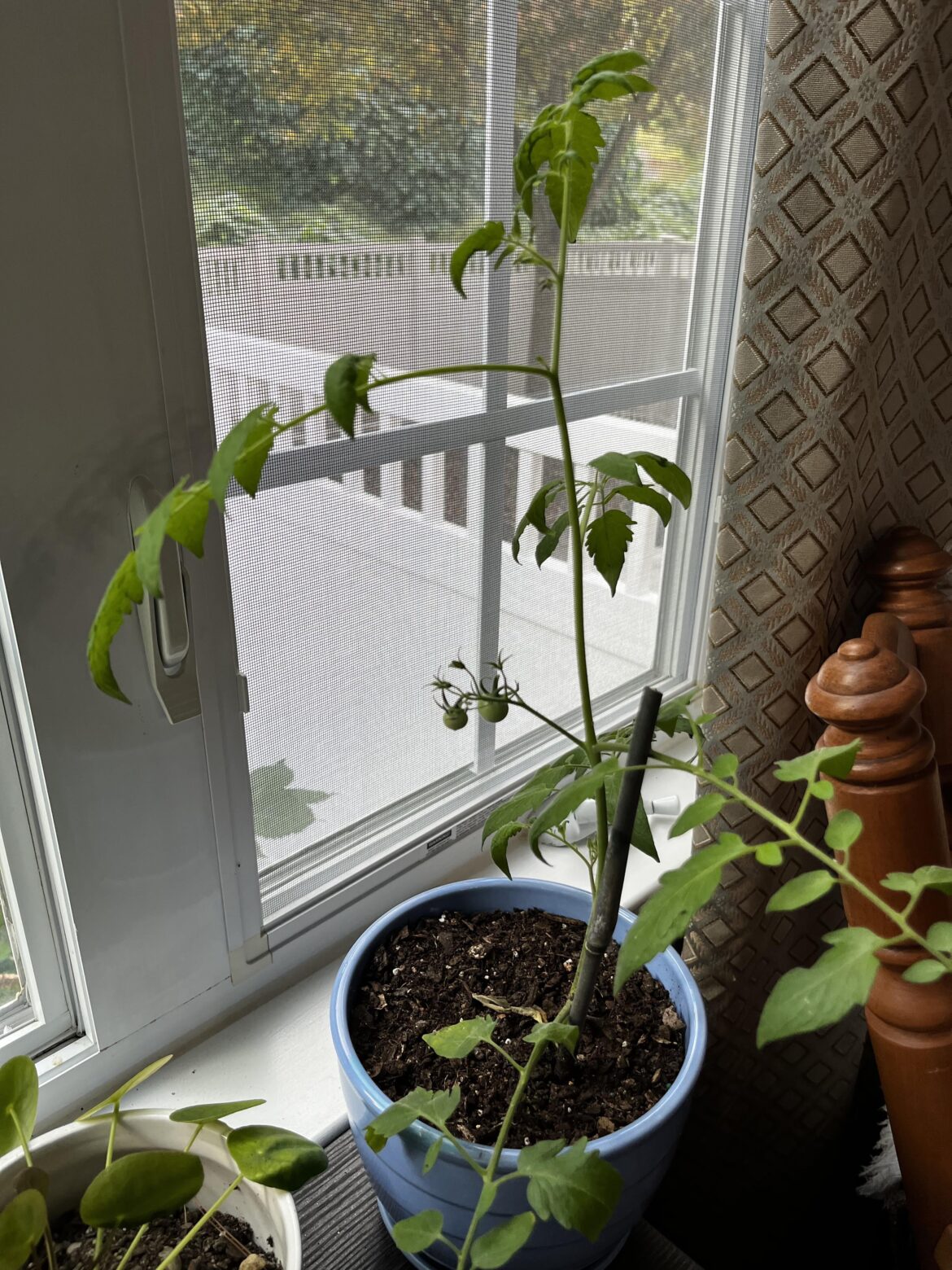 My propagated tomato